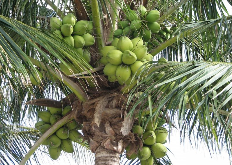 Кокос "Cocos nucifera"