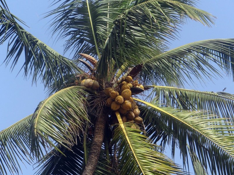 Кокосовая Пальма (Cocos nucifera)