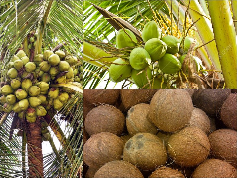 Дерево Кокос - Cocos nucifera