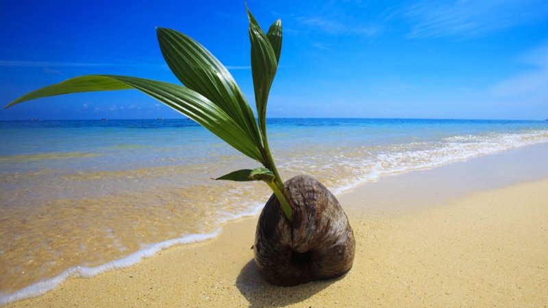 Дерево Кокос - Cocos nucifera