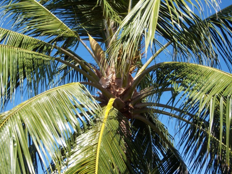 Кокосовая Пальма (Cocos nucifera)