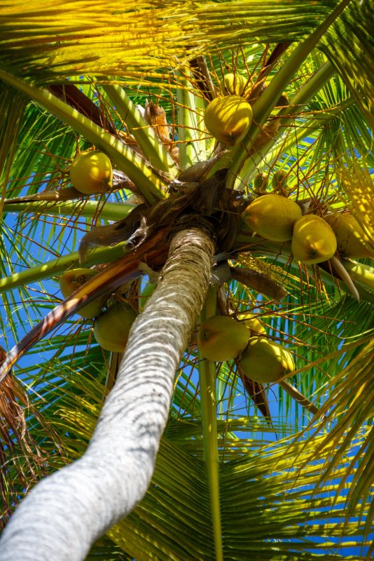 Кокосовая Пальма (Cocos nucifera)