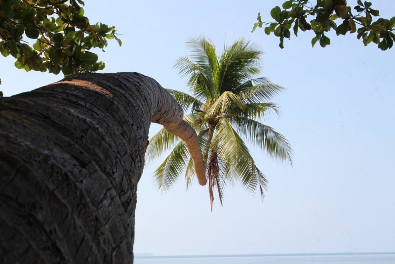 Attalea speciosa