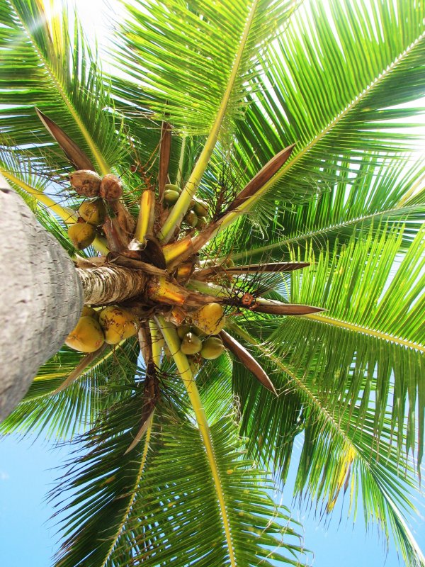 Кокосовая Пальма (Cocos nucifera)