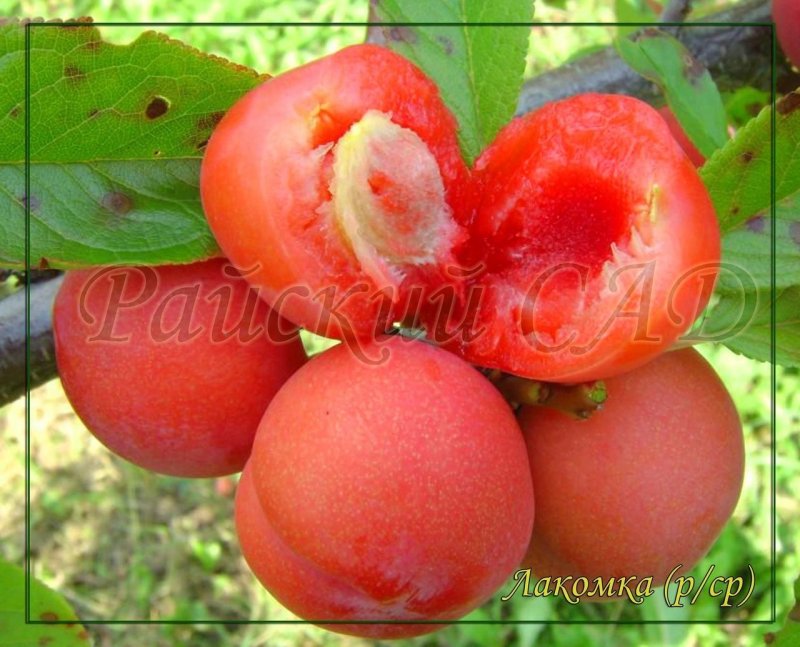 Диплоидная слива Супериор