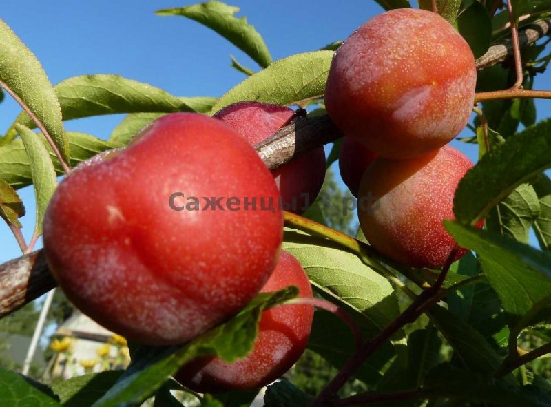 Китайская слива саженец