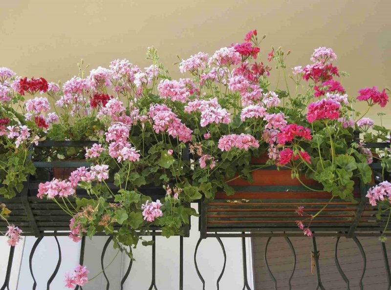 Пеларгония Pelargonium balcon Stellena
