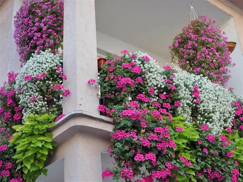 Ампельная герань на балконе