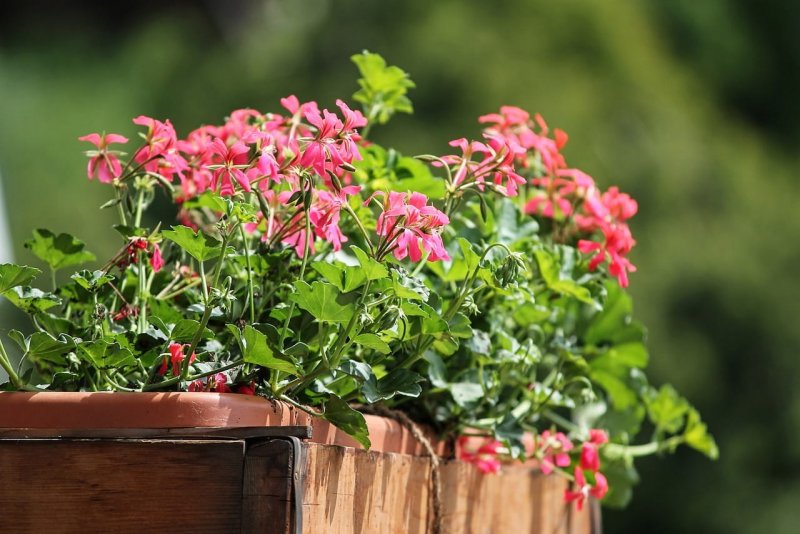 Pelargonium balcon Red