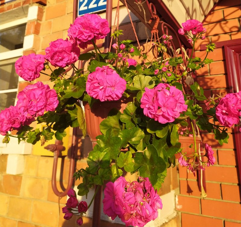 Дихондра ампельная