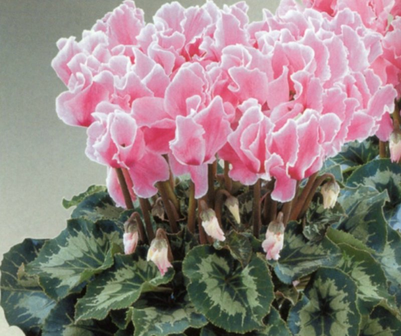 Цикламен Альпийский (Cyclamen alpinum)