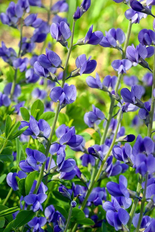 Baptisia Australis 'Alba'