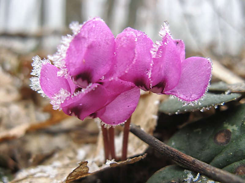 Magenta Pink цикламен