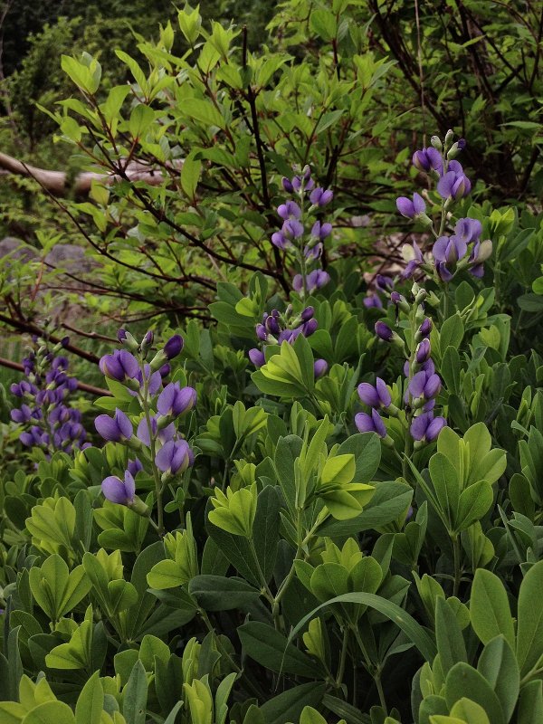 Баптизия Южная (Baptisia Australis)