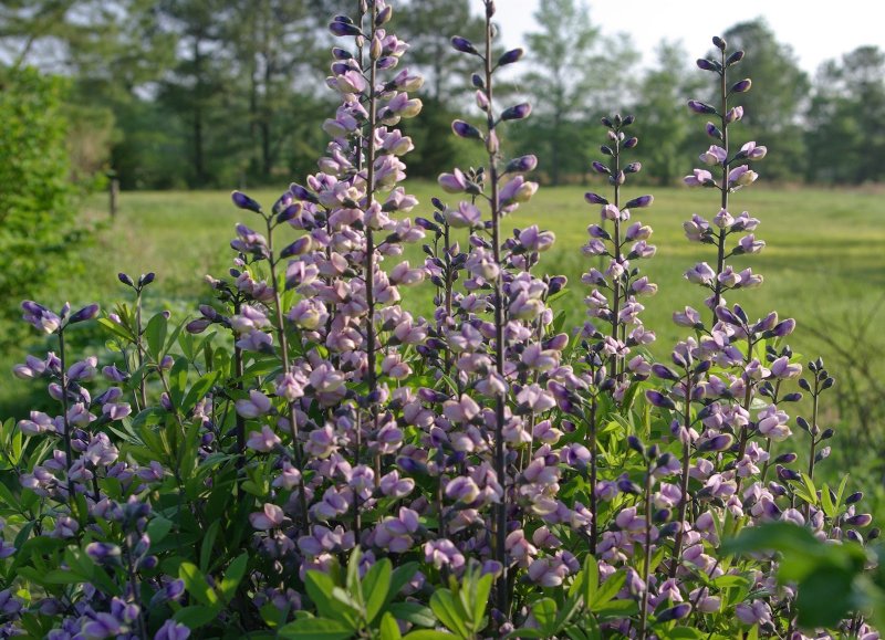 Баптизия Baptisia Decadence Blueberry Sunday