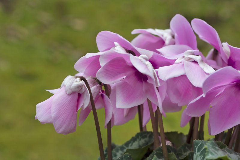Цикламен «Violet Cattleya»