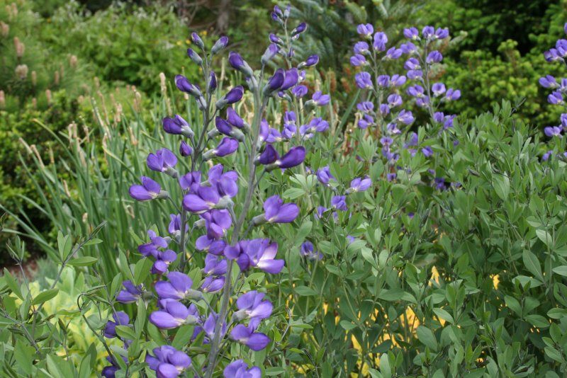 Баптизия Южная (Baptisia Australis)