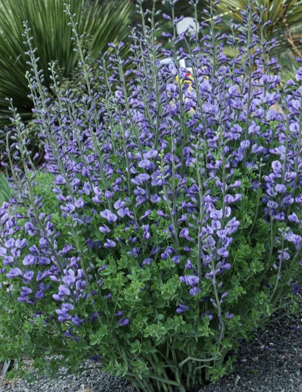 Baptisia (баптисия) 'Blue Towers'
