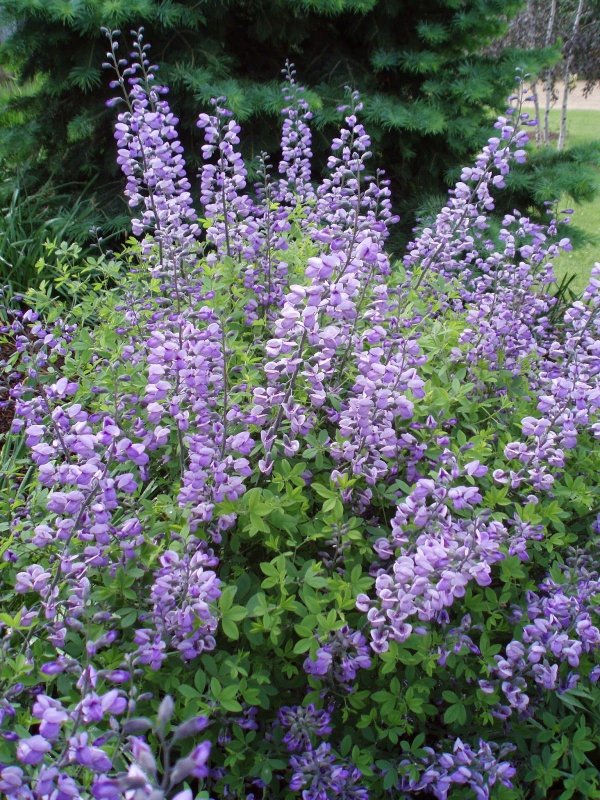 Baptisia 'Lemon Meringue'