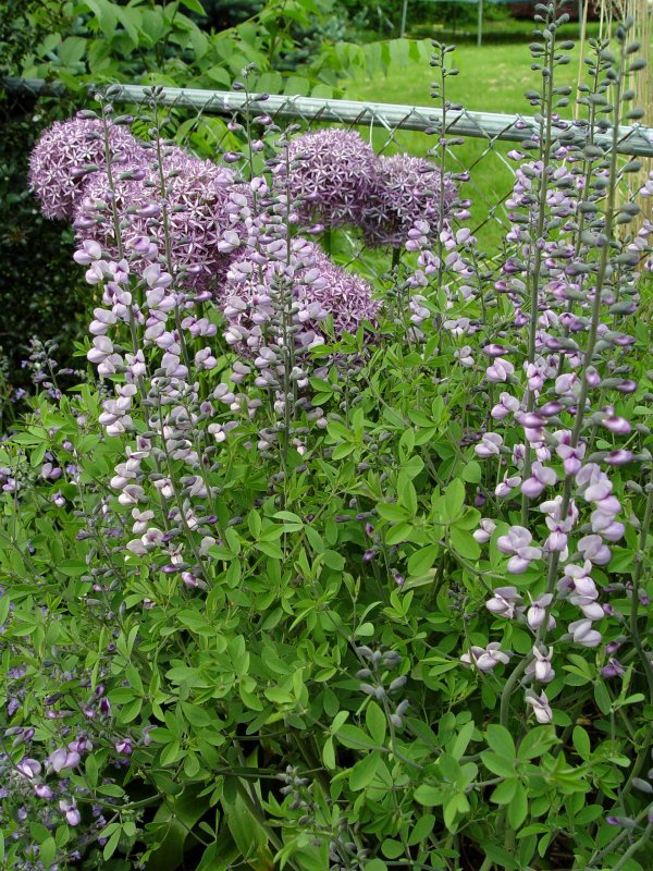Baptisia Bright Blue