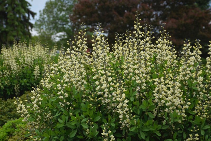Baptisia sphaerocarpa