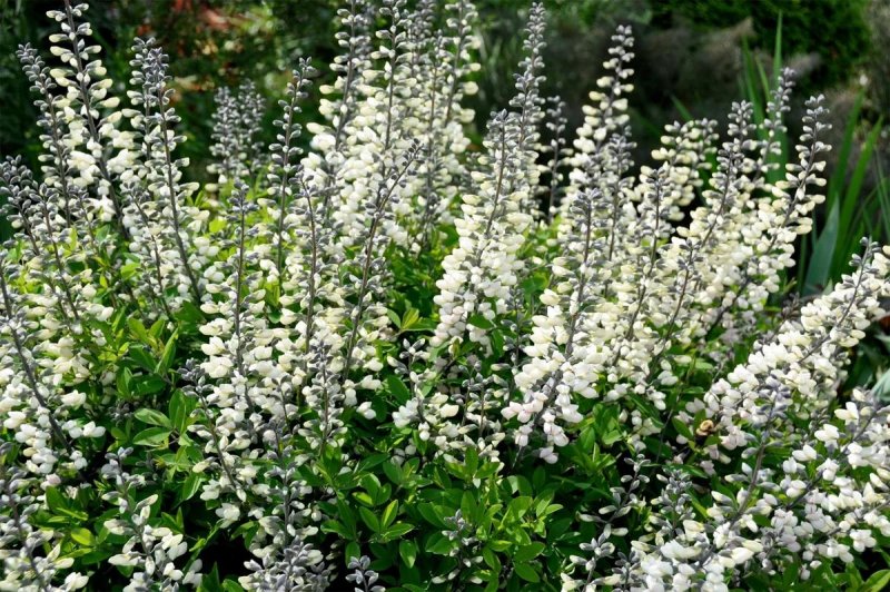 Баптизия Южная (Baptisia Australis)