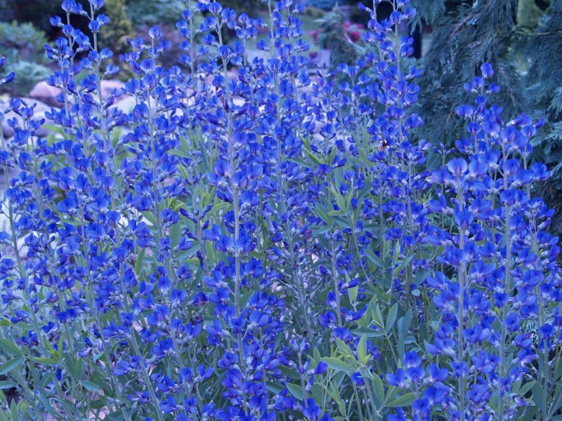 Баптизия Baptisia Australis