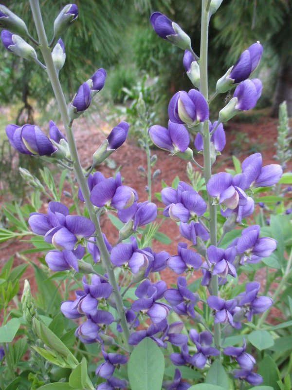 Баптизия Baptisia Decadence Dutch Chocolate