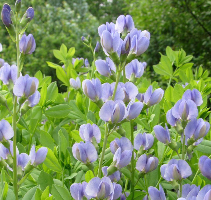 Баптизия Baptisia hybride Bright Blue