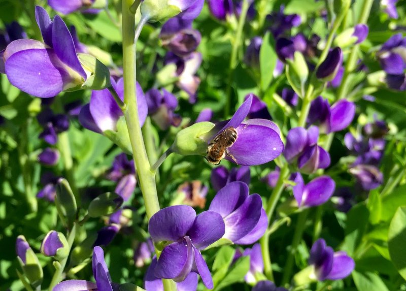 Baptisia Vanilla Cream
