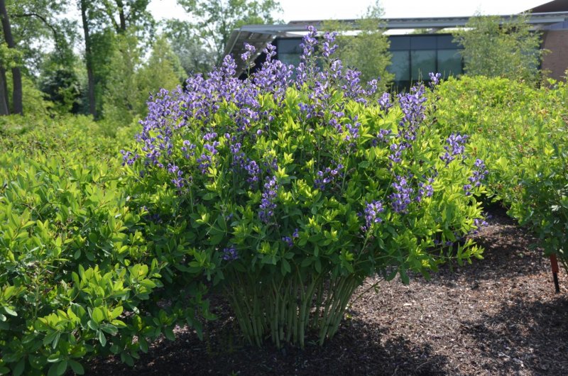 Баптизия (Baptisia Indigo Skies) i
