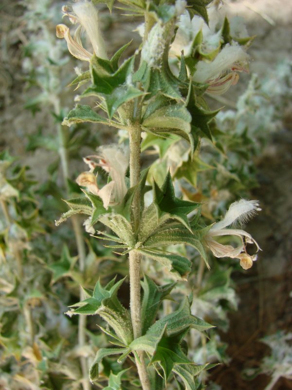 Lagochilus inebrians