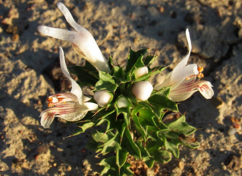 Lagochilus platycalyx