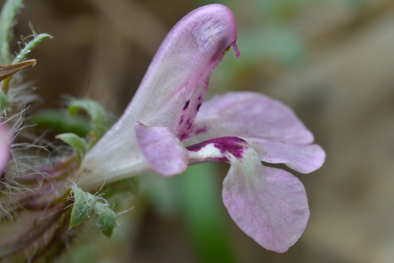 Lagochilus tumulentus