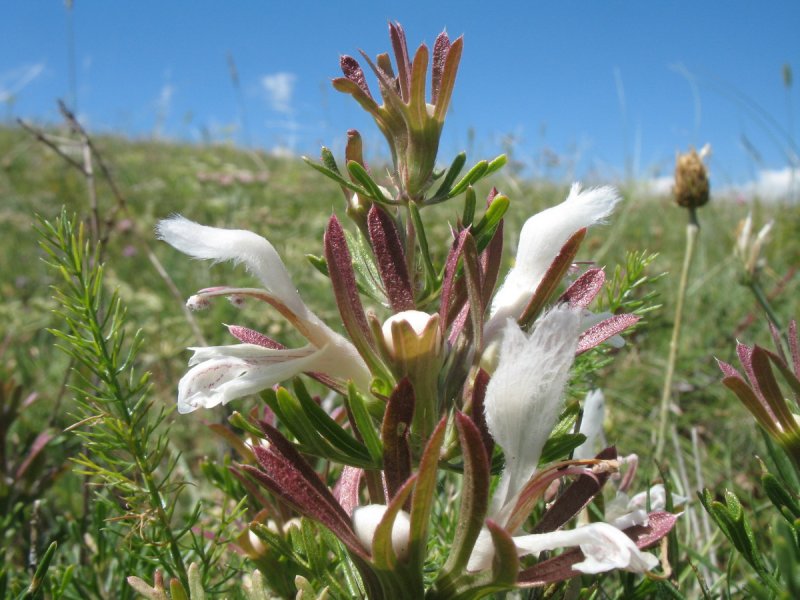 Lagochilus gypsaceus