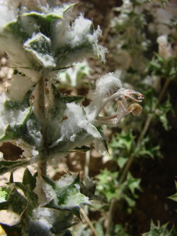 Lagochilus inebrians