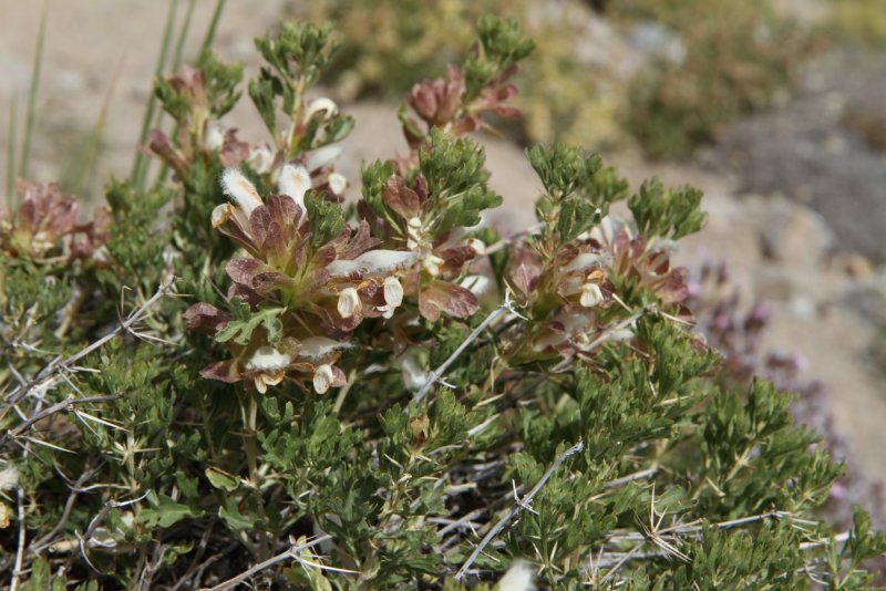 Lagochilus inebrians