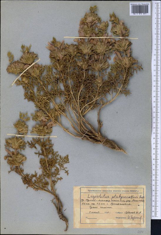 Lagochilus diacanthophyllus