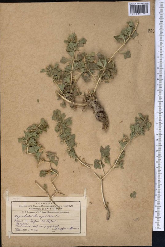 Плевел многолетний (Lolium perenne)
