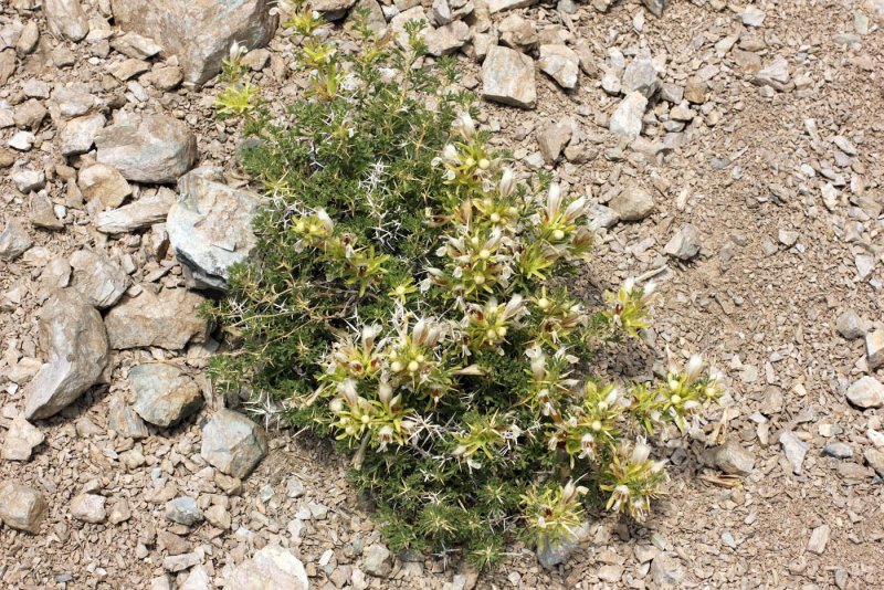 Mint Plant in Blossom