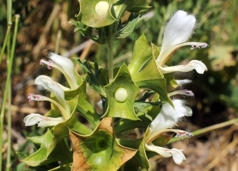 Lagochilus inebrians