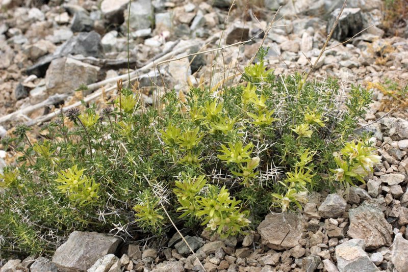 Lagochilus inebrians