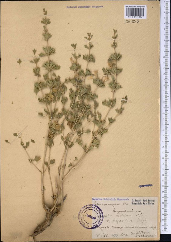 Gymnospermium albertii