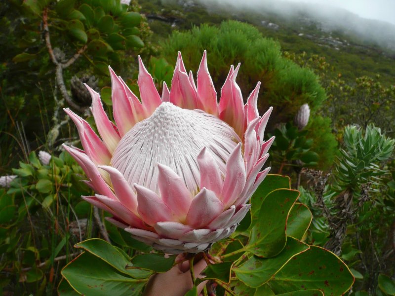 Protea cynaroides - протея артишоковая
