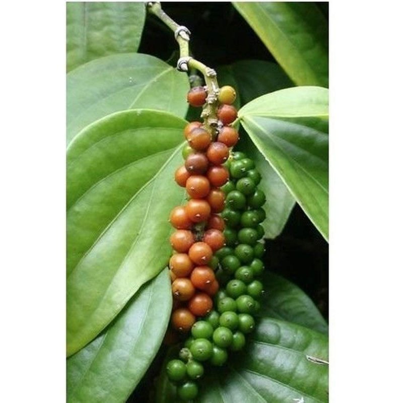 Piper nigrum Plant