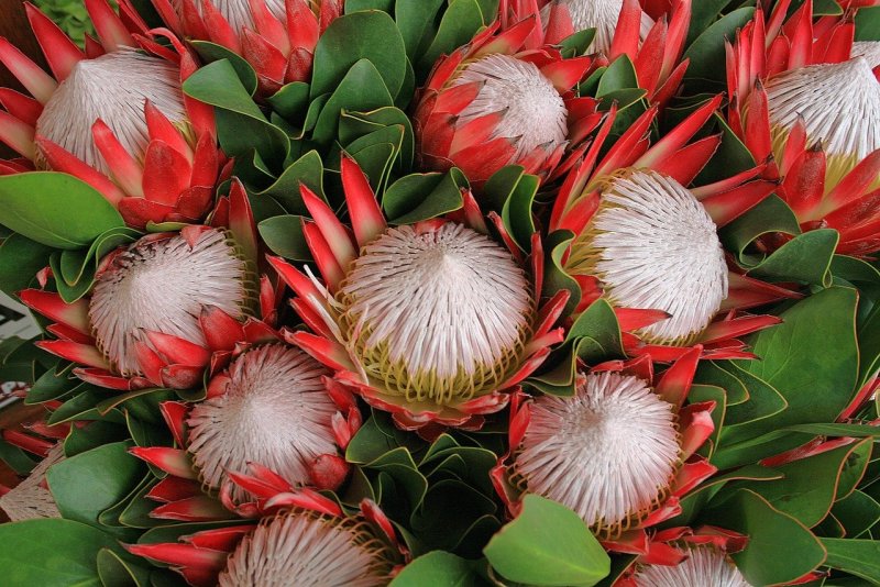 Протея (Protea)