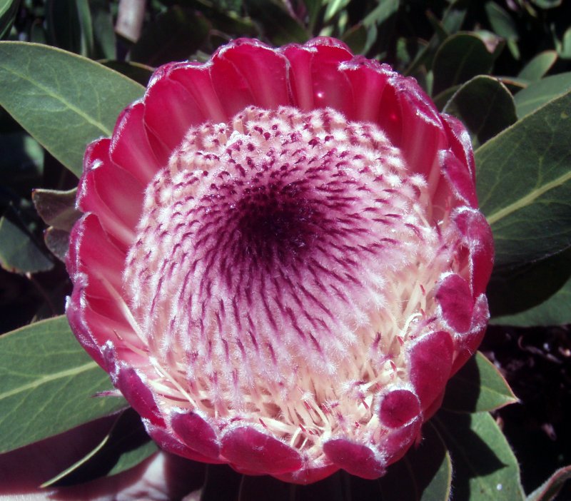 Protea Pink Ice растение
