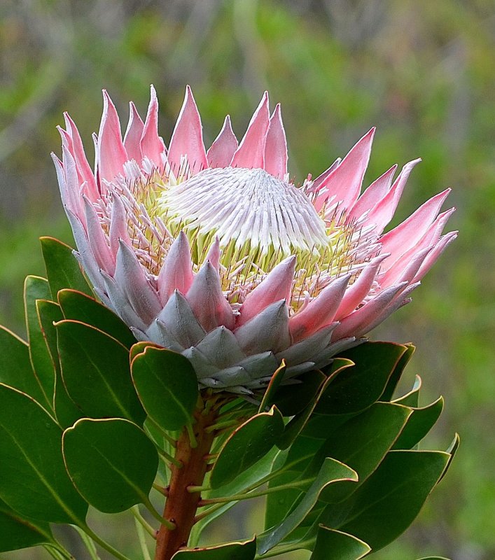 Protea cynaroides - протея артишоковая