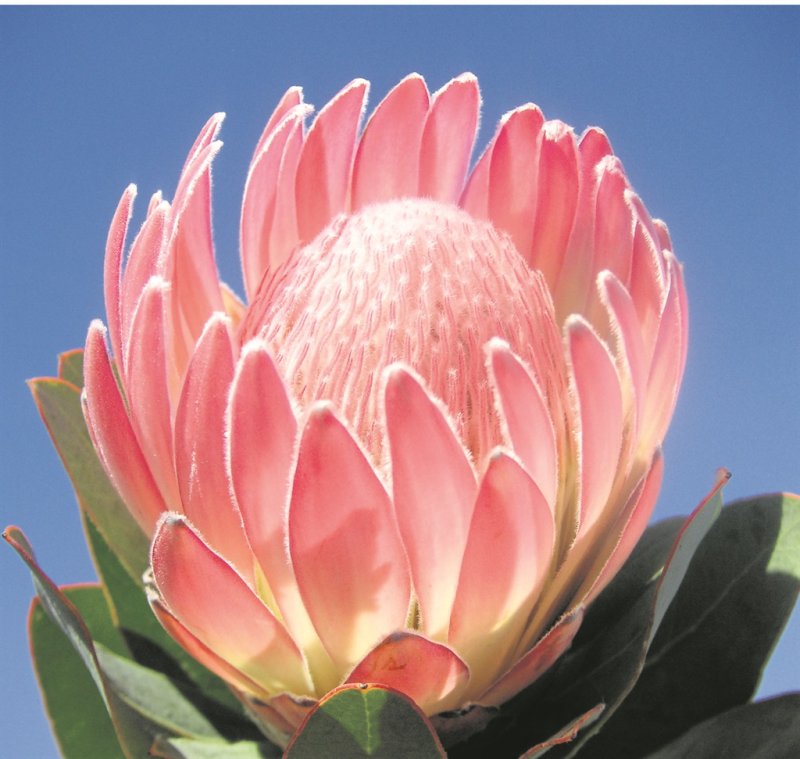 Протея (лат. Protea)