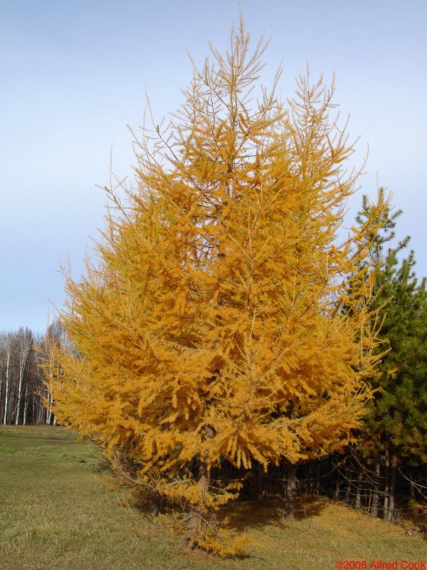 Лиственница европейская Larix decidua